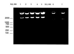 Anti-HIV vaccine constructed based on amino acid mutations in attenuated live EIAV vaccine