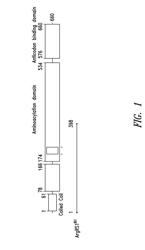 Innovative discovery of therapeutic, diagnostic, and antibody compositions related protein fragments of arginyl-tRNA synthetases