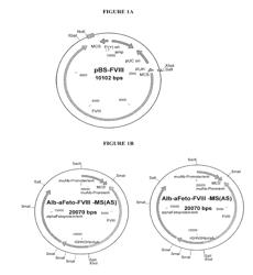 Transgenic non-human animals expressing human blood clotting factors and uses thereof