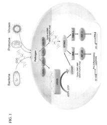 COMPOSITIONS AND METHODS FOR ACTIVATING STIMULATOR OF INTERFERON GENE-DEPENDENT SIGNALLING