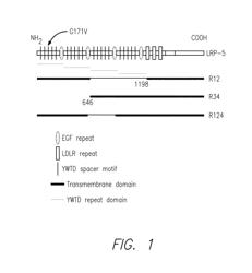 Compositions and methods for bone formation and modeling