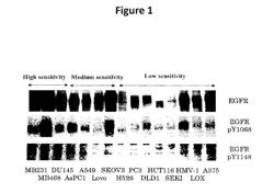 Method for assay on the effect of vascularization inhibitor