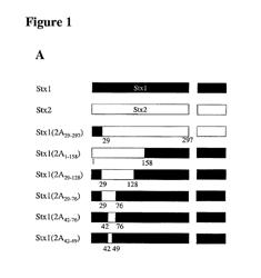 Methods and compositions based on shiga toxin type 2 protein