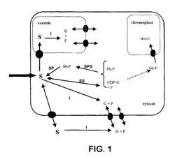 Nucleic acids and proteins associated with sucrose accumulation in coffee