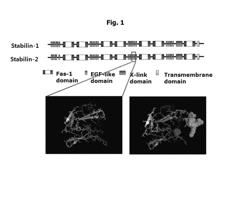 Protein skeletal module which increases the binding affinity and binding specificity of active polypeptides