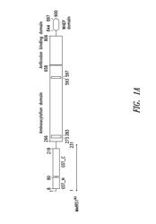 Innovative discovery of therapeutic, diagnostic, and antibody compositions related to protein fragments of methionyl-tRNA synthetases