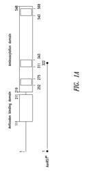 Innovative discovery of therapeutic, diagnostic, and antibody compositions related to protein fragments of Asparaginyl tRNA synthetases