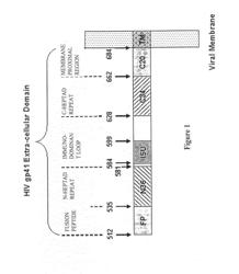 Peptides derived from HIV-1 gp41 transmembrane domain for t-immunomodulation