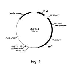 Methods for producing polypeptidies in protease-deficient mutants of trichoderma