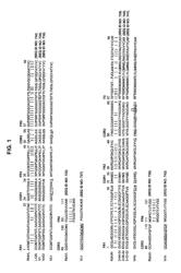 Anti-IL-6 antibodies for the treatment of arthritis