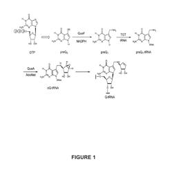 Crystal structure of queuosine biosynthesis enzyme QueF bound to substrate PreQ0