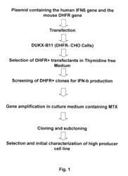 Process for the preparation of glycosylated interferon beta