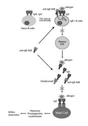 NOVEL COMPOSITIONS AND METHODS FOR TREATING IgE-MEDIATED DISORDERS