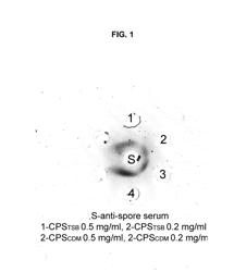 USE OF SACCHARIDES CROSS-REACTIVE WITH BACILLUS ANTHRACIS SPORE GLYCOPROTEIN AS A VACCINE AGAINST ANTHRAX