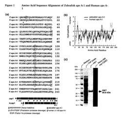 Nanoscale bound bilayers, methods of use and production