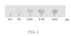 Hybridoma cell line for producing antibody for type II collagen