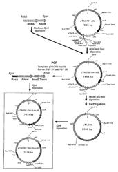 Expression vector for pseudonocardia autotrophica