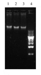 Method for isolating nucleic acids