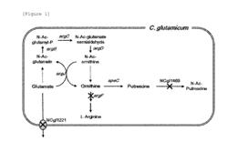 RECOMBINANT MICROORGANISM HAVING IMPROVED PUTRESCINE PRODUCING ABILITY AND METHOD FOR PRODUCING PUTRESCINE BY USING SAME