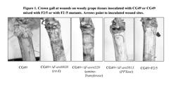 BIOLOGICAL CONTROL OF CROWN GALL DISEASE ON GRAPEVINES