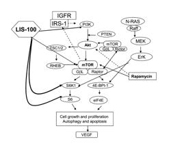 Sweet Gum Fruit Extract as a Therapeutic Agent