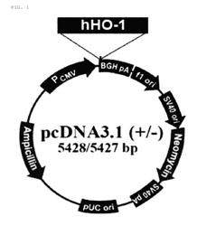 Transgenic pig in which HO-1 and TNFR1-Fc are simultaneously expressed, and method for producing same