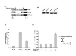 γ-Secretase substrates and methods of use