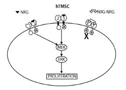 Methods for cardioprotection and cardioregeneration with dimers of EGF family ligands