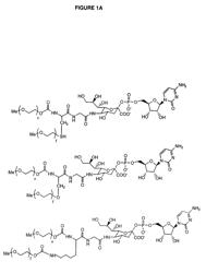 Glycopegylated granulocyte colony stimulating factor