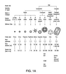 Treatment of viral infections by modulation of host cell metabolic pathways