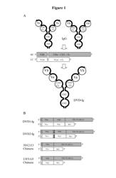 Dual variable domain immunoglobulins and uses thereof