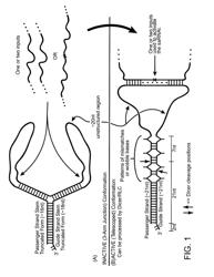 Signal activated RNA interference