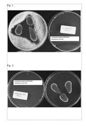 STRAINS OF LACTOBACILLUS WITH ANTIFUNGAL PROPERTIES