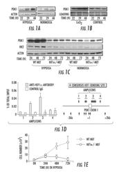 PYRUVATE DEHYROGENASE KINASES AS THERAEUTIC TARGETS FOR CANCER AND ISCHEMIC DISEASES