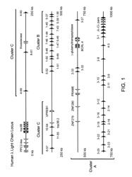 Hybrid light chain mice