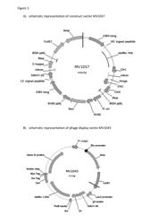 METHODS AND MEANS FOR THE PRODUCTION OF IG-LIKE MOLECULES