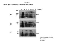 Production and delivery of a stable collagen