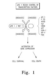 Benzoquinone derivative E3330 in combination with chemotherapeutic agents for the treatment of cancer and angiogenesis