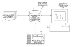 Biomarker evaluation through image analysis