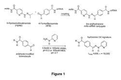 Humanized lewis-Y specific antibody-based delivery of dicer substrate siRNA (D-siRNA) against STAT3