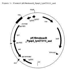 Variants of the promoter of the gap gene coding for glyceraldehyde-3-phosphate dehydrogenase