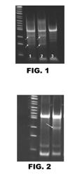 CELLS DEFICIENT IN CMP-N-ACETYLNEURAMINIC ACID HYDROXYLASE AND/OR GLYCOPROTEIN ALPHA-1,3-GALACTOSYLTRANSFERASE