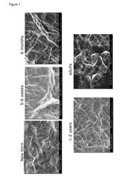 SURFACE ISOTROPY AS A MARKER FOR EPIDERMAL MATURATION