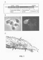 PROTOZOAN VARIANT-SPECIFIC SURFACE PROTEINS (VSP) AS CARRIERS FOR ORAL DRUG DELIVERY