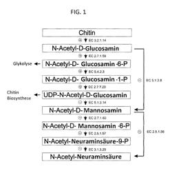 METHOD AND AGENTS FOR PRODUCING N-ACETYLNEURAMINIC ACID (NEUNAC)