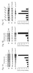 Mixed lineage kinases and metabolic disorders