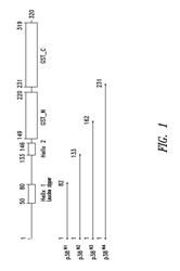 Innovative discovery of therapeutic, diagnostic, and antibody compositions related to protein fragments of p38 multi-tRNA synthetase complex