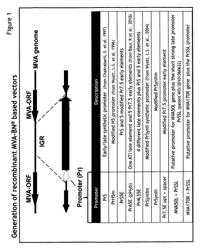 POXVIRAL VECTORS FOR LOW ANTIBODY RESPONSE AFTER A FIRST PRIMING IMMUNIZATION