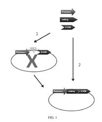 HIGH-THROUGHPUT DNA FRAGMENT ASSEMBLY