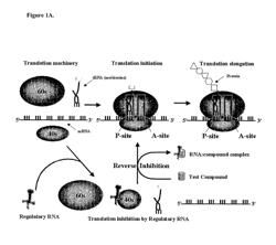 Cell based methods and systems for the identification of RNA regulatory sequences and compounds that modulate their functions